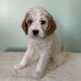 Spruce - Parti male Goldendoodle puppy in Stanford, Kentucky from Holloway Goldendoodles