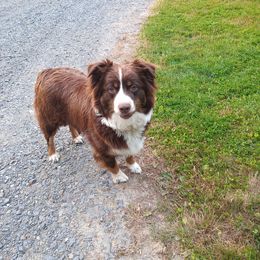Kylie - Australian Shepherd