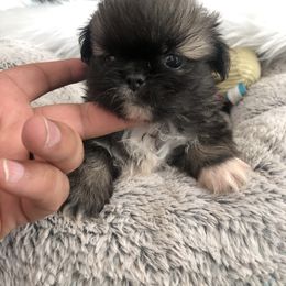 Pekingese, Poodle, and Shih Tzu All Grown Up from Happy puppies