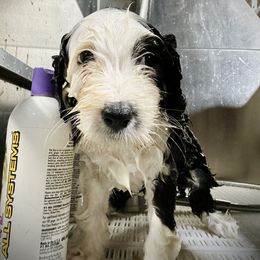 Bearded Collie and Border Collie Puppies from Beloved Bearded & Border Collies