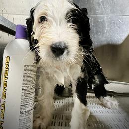 Bearded Collie and Border Collie Puppies from Beloved Bearded & Border Collies