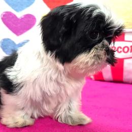 ALAYA - Black and white female Shih Tzu puppy in Candler, North Carolina from Pup-Tzu WNC