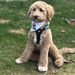Goldendoodle All Grown Up from Gracie Doodles CT