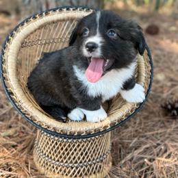 Black collar - Brindle and white male American Corgi puppy in Nashville, Arkansas from Whisenhunt Farms