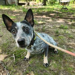 Fiona - Australian Cattle Dog