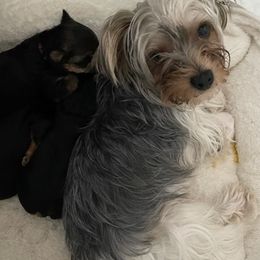 Yorkshire Terriers from Yorkie Pups Knox