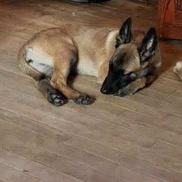 Belgian Malinois and German Shorthaired Pointer All Grown Up from Lapdog GSP