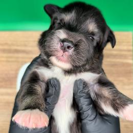 Jasmine3Boy7- BTM,NBT, blue eyes likely, CHIC-OFA-DNA-AKC Titled Parents - Black tri-color male Australian Shepherd puppy in South Hill, Virginia from Silverside Aussies LLC