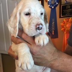 English Setter Puppies from Windsor Setters