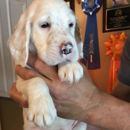 English Setter Puppies from Windsor Setters