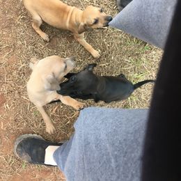 Italian Greyhound Puppies from Heartland Iggys