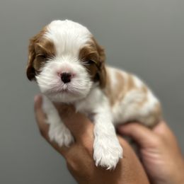 Cavalier King Charles Spaniel Puppies from Downton Cavaliers