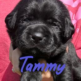 Tammy - Black female Labrador Retriever puppy in Petersburg, Kentucky from Mahan Labs