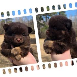 Mocha Latte - Chocolate and tan female Pomeranian puppy in Creswell, North Carolina from Grace's Poms🐾💕