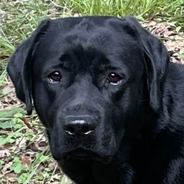 Fancy - Labrador Retriever