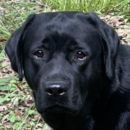 Fancy - Labrador Retriever