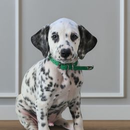 Green Collar Boy - White and black male Dalmatian puppy in Centereach, New York from LINY Dalmatians