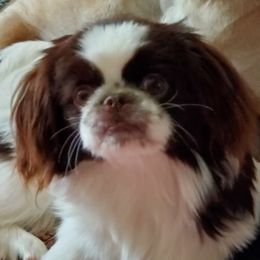 Lola - Pekingese