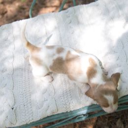 Miss Georgia Peach - Lemon and white Basset Hound puppy in Middle Ga 1.5 Hrs From Atlanta, Georgia from Mountain Ridge Basset Hounds
