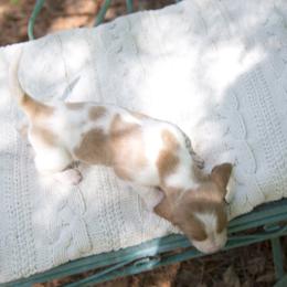 Miss Georgia Peach - Lemon and white Basset Hound puppy in Middle Ga 1.5 Hrs From Atlanta, Georgia from Mountain Ridge Basset Hounds