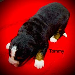 Tommy OFA - Black rust and white male Bernese Mountain Dog puppy in Strasburg, Ohio from Lois Allison