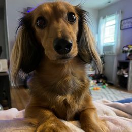Dachshunds from Duke Rose Dachshunds