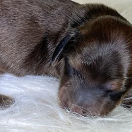 Ransom - Red male Dachshund puppy in Oregon from SoCo Dachshunds