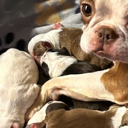 Boston Terriers from Boston Luvs