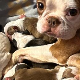 Boston Terriers from Boston Luvs