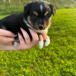Mocha - Black tri female Miniature Australian Shepherd puppy in Mount Carmel, Tennessee from Hill Top Mini Aussies