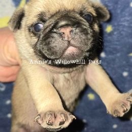 ODIN - Fawn male Pug puppy in Janesville, Wisconsin from Annie's Willow Hill Pugs