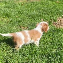 Cavalier King Charles Spaniel Puppies from Rum Runner Cavaliers