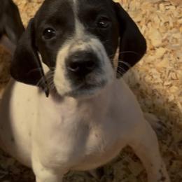 One girl - Black and white female German Shorthaired Pointer puppy in New Bedford, Massachusetts from Foot Hunter Kennel