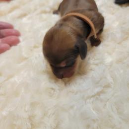 Dachshund Puppies from CLARK'S BREEDING PROGRAM