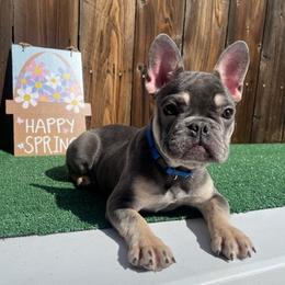 French Bulldogs from Foreign Frenchies