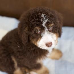 Strawberry - Phantom female Bernedoodle puppy in Queen Creek, Arizona from Dulcito Doodles