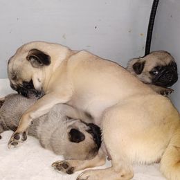 FeFe - Pug