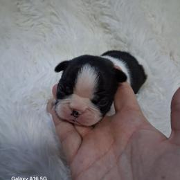 Montana - Black brindle and white female Boston Terrier puppy in Catawba, North Carolina from Lil Wiggles Boston Terriers