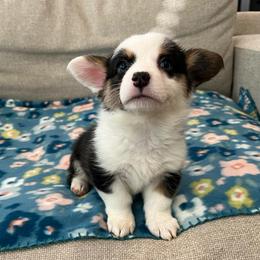 Drift - Black and tan male Pembroke Welsh Corgi puppy in Waco, Texas from The Comma Corgis