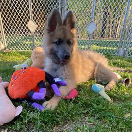Duchess - Blue female German Shepherd puppy in Pelham, North Carolina from P & P Shepherds