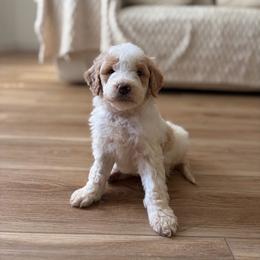 Oakley - Parti male Goldendoodle puppy in Loma Rica, California from BloomingPuppies