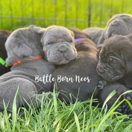 Neapolitan Mastiff Puppies from Battle Born Neos