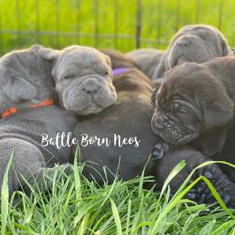 Neapolitan Mastiff Puppies from Battle Born Neos