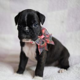 Trinity - Brindle female Boxer puppy in Warsaw, New York from Hillview Kennels