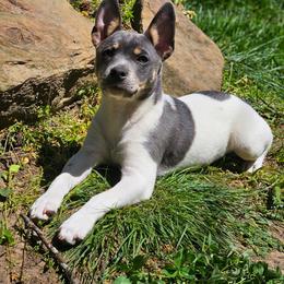 Skuggi - Rat Terrier