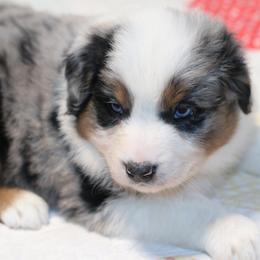 Toast - Blue merle male Australian Shepherd puppy in Noxon, Montana from MITIN Aussies AKC Standard Australian Shepherds