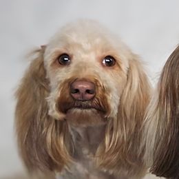 Jane - Dachshund