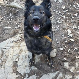 Sif - German Shepherd