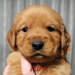 Fury (Red Collar) - Dark golden male Golden Retriever puppy in Scurry, Texas from 07 Seven Oaks Goldens and Doodles