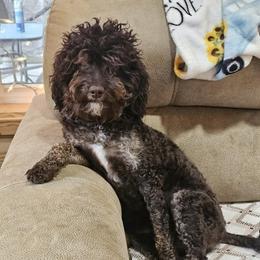 Mocha - Bernedoodle